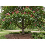 Aesculus x carnea Briotii