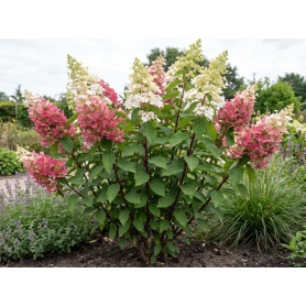 Hydrangea paniculata Hpopr013