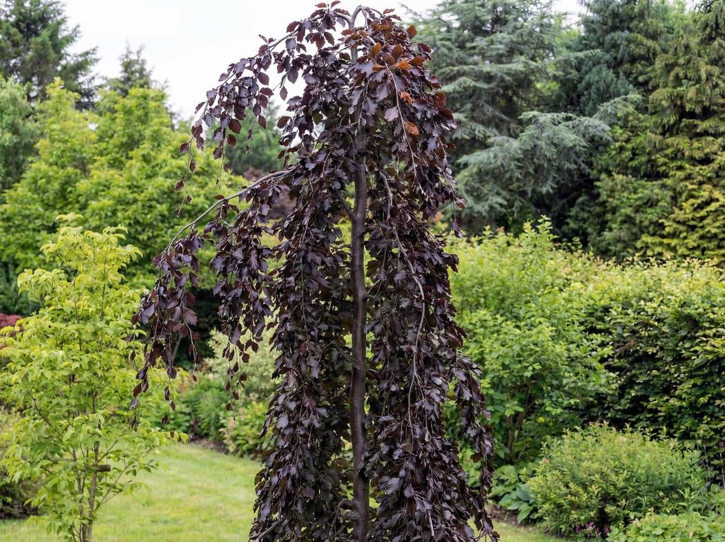 Fagus sylvatica Purple Fountain