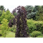 Fagus sylvatica Purple Fountain