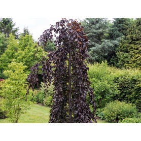 Fagus sylvatica Purple Fountain