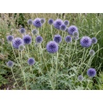 Echinops ritro