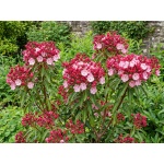 Kalmia latifolia Olympic Fire
