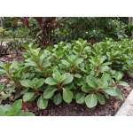 Peperomia obtusifolia