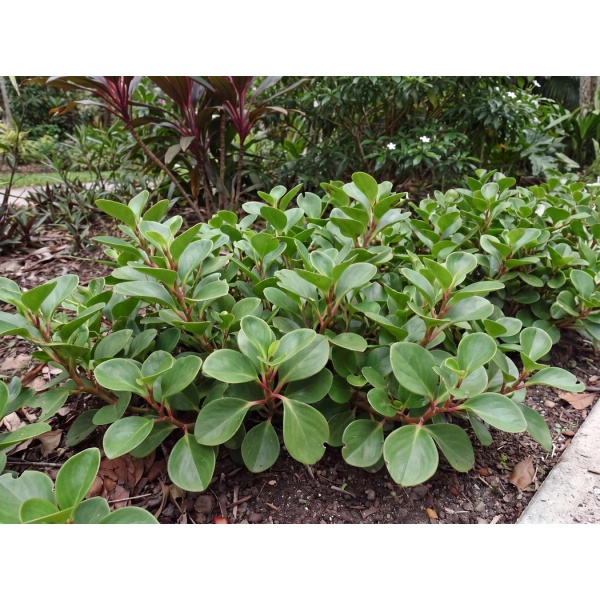 Peperomia obtusifolia