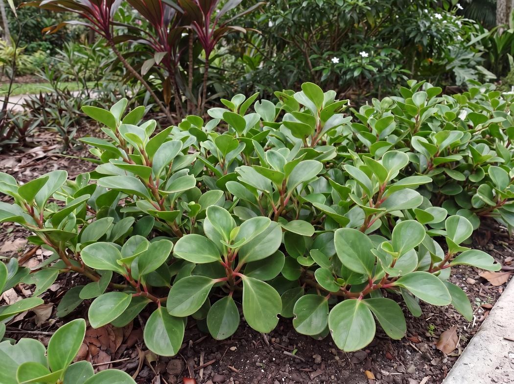 Peperomia obtusifolia