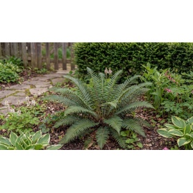 Polystichum acrostichoides