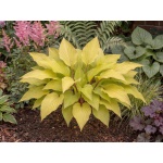 Hosta Lipstick Blonde