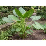 Alocasia odora
