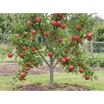 Malus domestica Cortland
