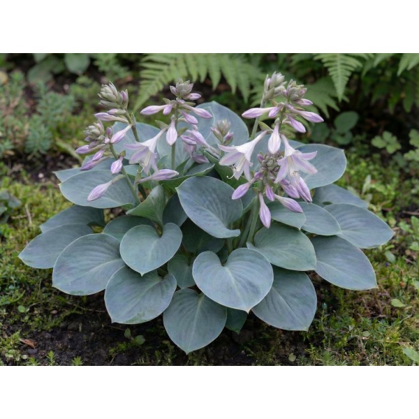 Hosta Blue Mouse Ears
