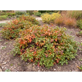 Rhus aromatica Gro-Low