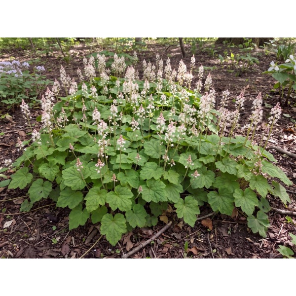d882e7a27df4_1050.jpg Tiarella cordifolia