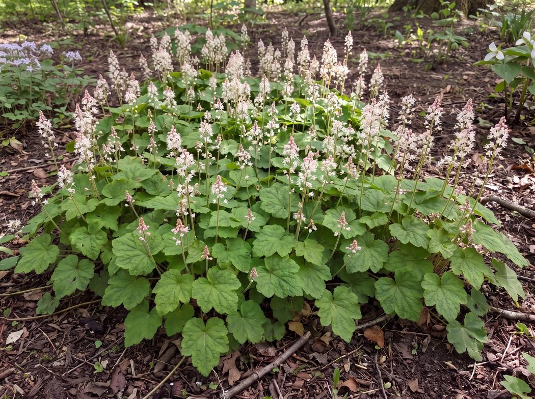 Tiarella cordifolia