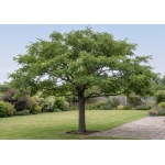 Gleditsia triacanthos f. inermis Impcole