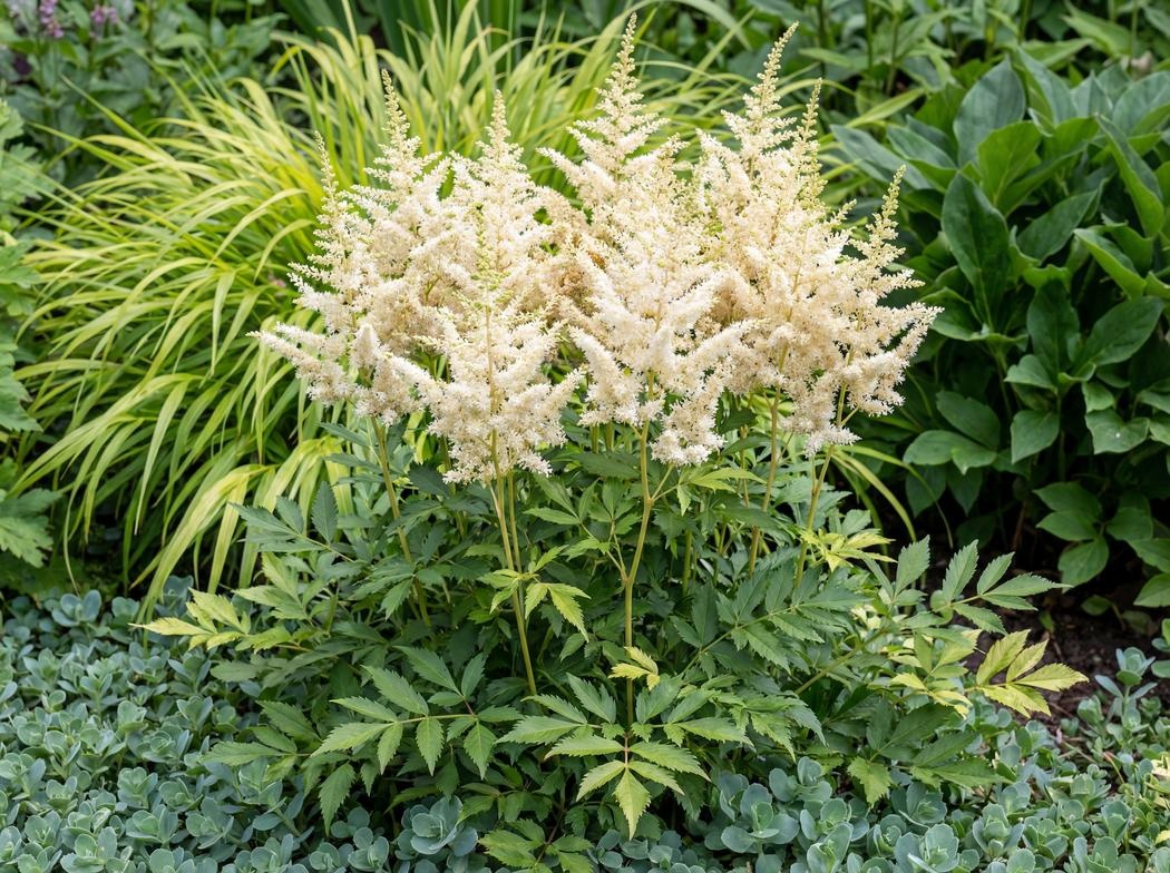 Astilbe arendsii Diamant