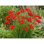 Crocosmia Lucifer
