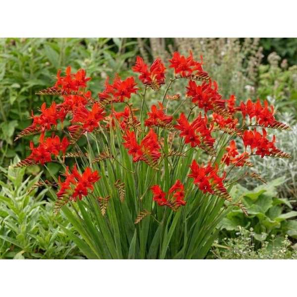 Crocosmia Lucifer