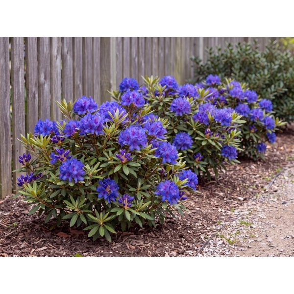 Rhododendron Blue Baron