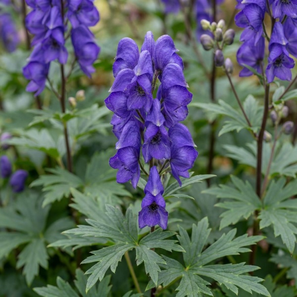 Aconitum carmichaelii Arendsii Group Arendsii
