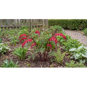 Lamprocapnos spectabilis 'Hordival'