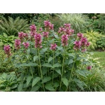 Chelone obliqua