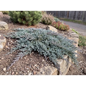 Juniperus horizontalis 'Wiltonii'