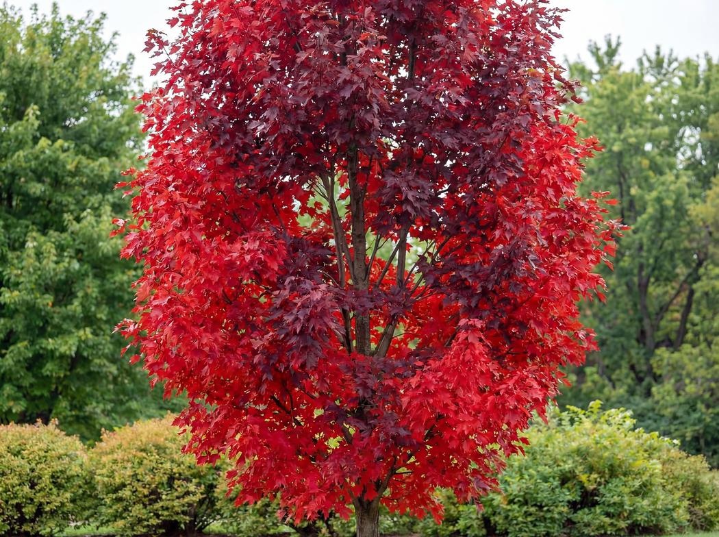 Acer rubrum Brandywine