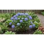 Hydrangea macrophylla 'SMHMES14'