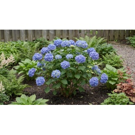 Hydrangea macrophylla 'SMHMES14'