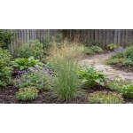 Molinia caerulea subsp. arundinacea Transparent