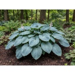Hosta sieboldiana var. elegans