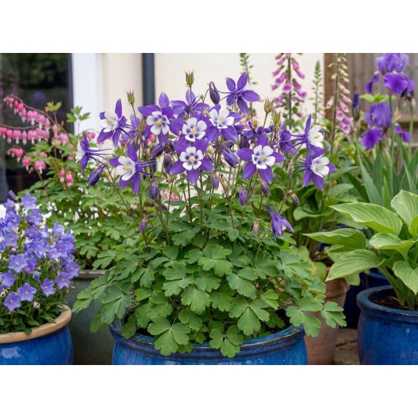Aquilegia caerulea Kirigami Deep Blue and White