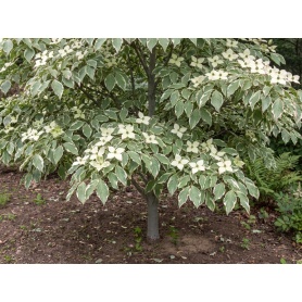 Cornus kousa Summer Fun