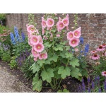 Alcea rosea Radiant Rose
