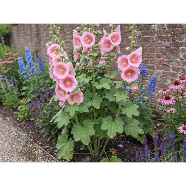 Alcea rosea Radiant Rose