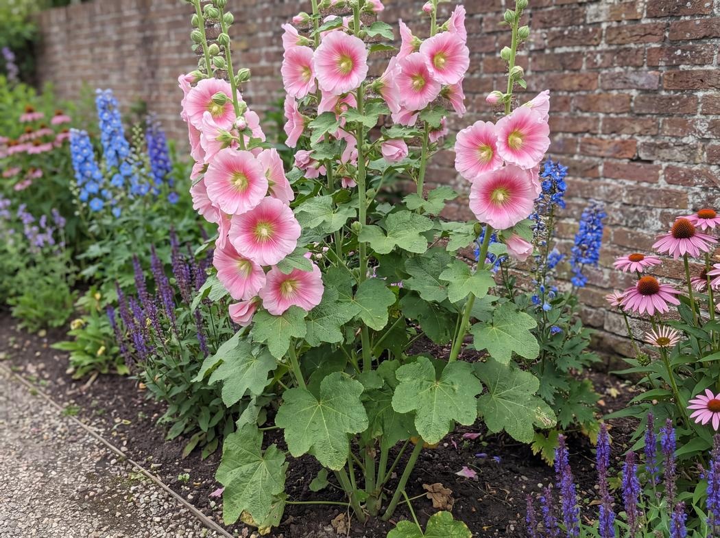 Alcea rosea Radiant Rose