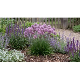 Allium Millenium