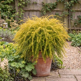 Lonicera ligustrina var. yunnanensis Golden Glow