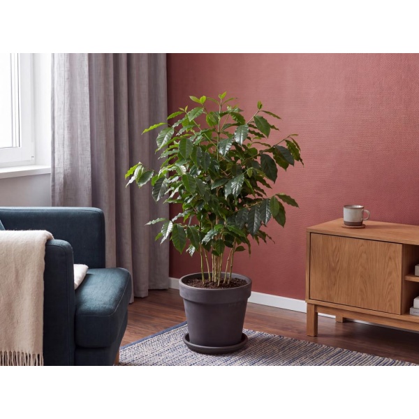 Coffea arabica