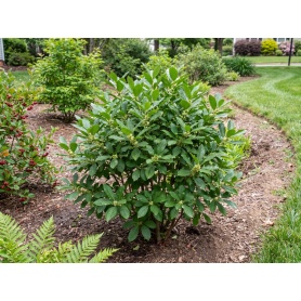 Ilex verticillata Southern Gentleman