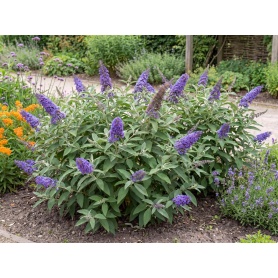 Buddleia davidii SMNBDBT