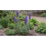 Aconitum napellus