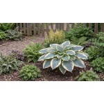 Hosta Blue Ivory