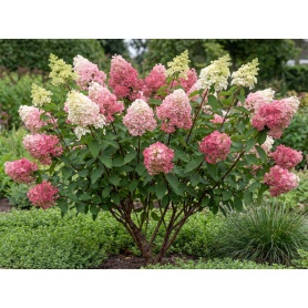 Hydrangea paniculata Renhy