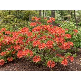 Rhododendron Mandarin Lights