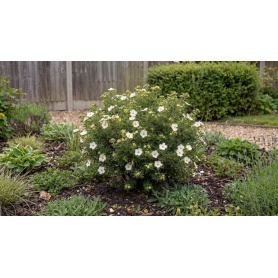 Potentilla fruticosa Abbotswood
