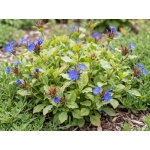 Ceratostigma plumbaginoides