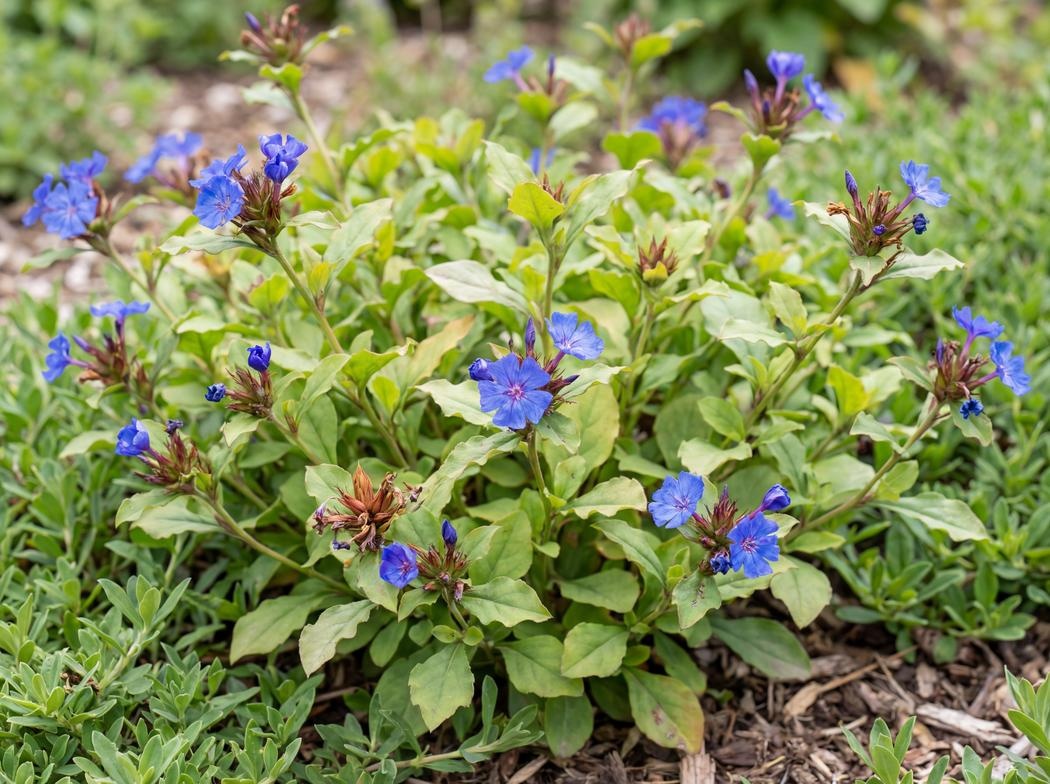 Ceratostigma plumbaginoides
