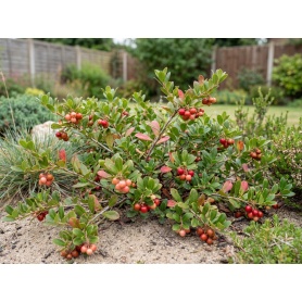 Arctostaphylos uva-ursi